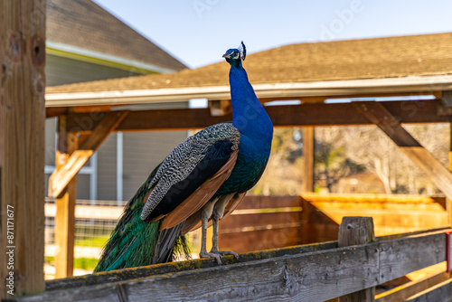 The male peacock stands on the fence on the farm. 