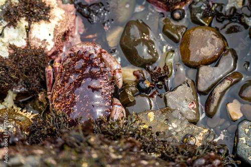 Red Rock Crab (Cancer Productus) on the shore of the Pacific Ocean at low tide, Fitzgerald Marine Reserve photo