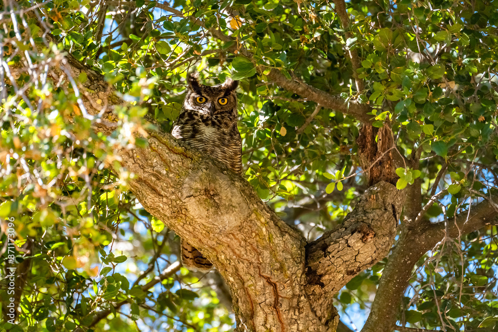 Obraz premium The great horned owl (Bubo virginianus) resting in tree.