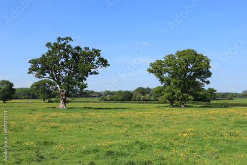 Summertime oak tree in the UK