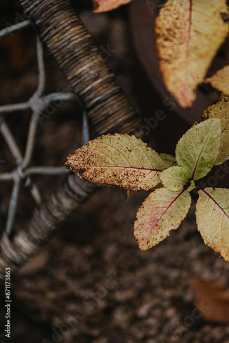 Woven chair detail surrounded by nature photo