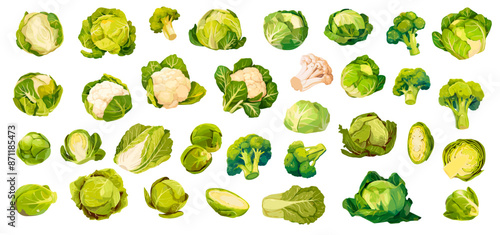 Cartoon cabbages set. Green cabbage vegetable cauliflower brussels sprouts broccoli, organic farm food leaf vector illustration