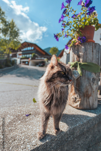 Domestic Long-Hair Cat Close Up Outdoors photo