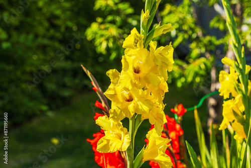 Obraz na plátně Close-up capturing the vibrant yellow and red blooms of gladiolus in the garden