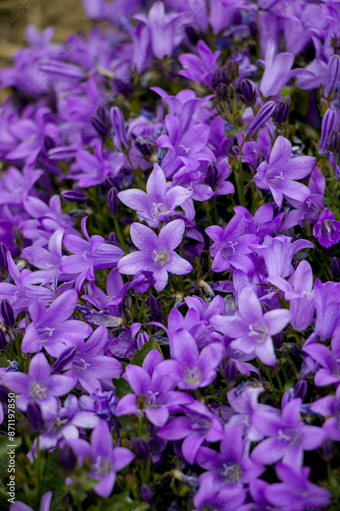 flowers in the garden
