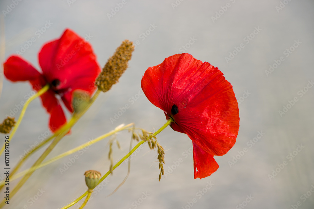 red poppy flower