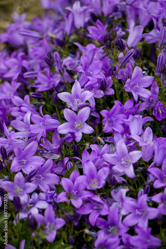 Obraz na płótnie flowers in the garden w salonie