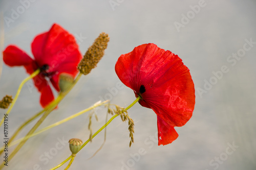 red poppy flower