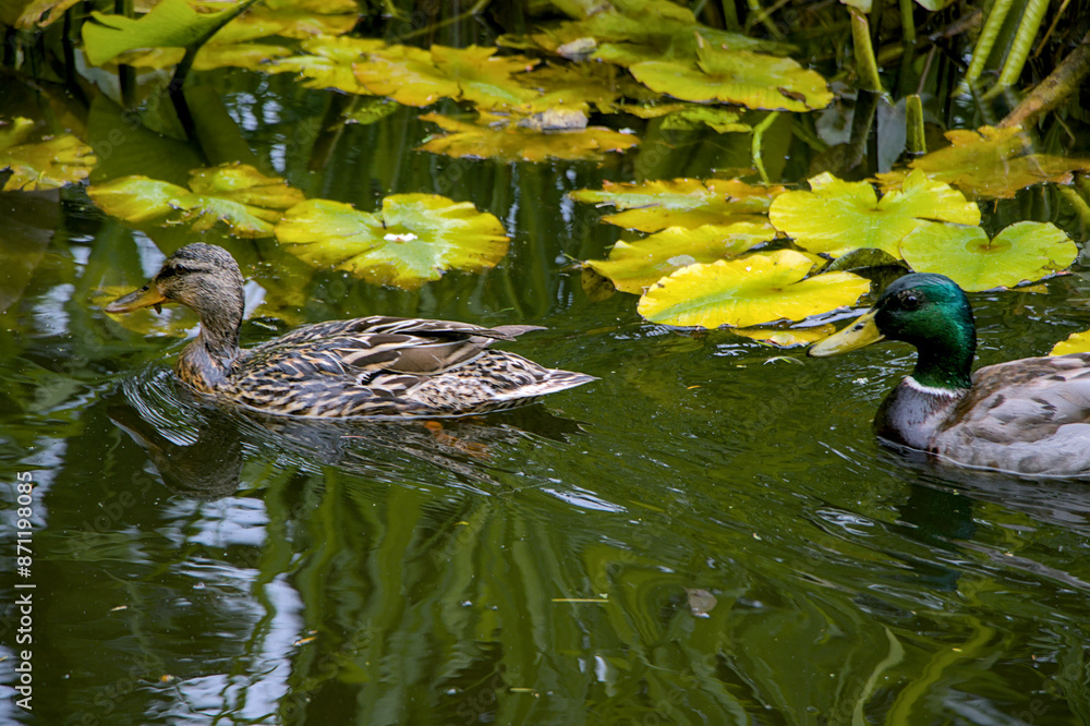 duck in the pond
