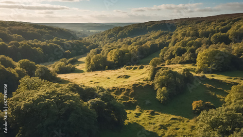 Wistmans forest England environment