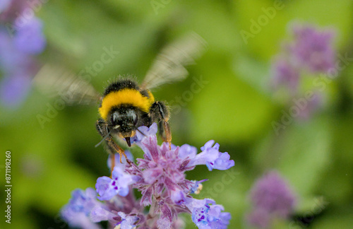 Obraz na płótnie bee on a flower w salonie