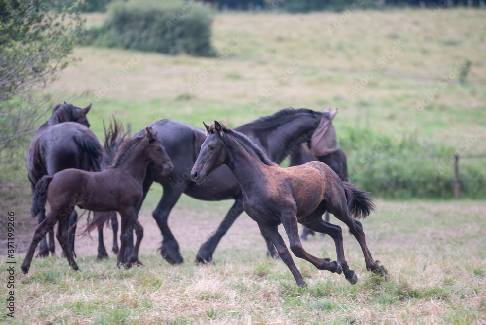 Chevaux de race frison dans un élevage Chevaux de race frison dans un élevage