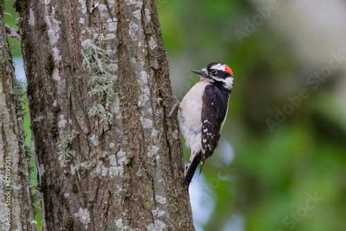 Downey Woodpecker photo