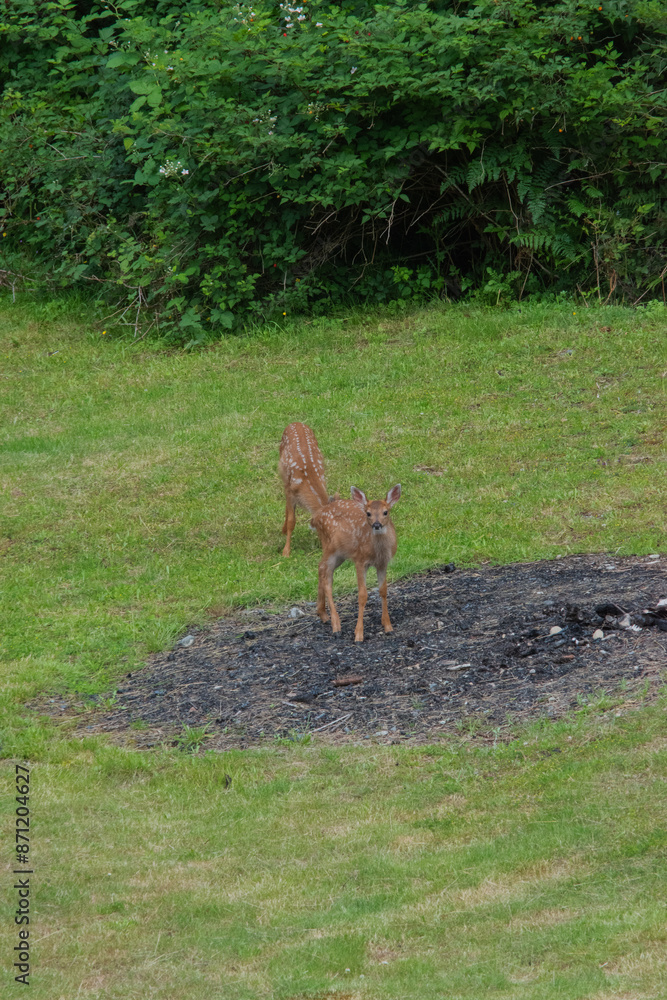 white-tailed deer fawns (Odocoileus virginianus) white-tailed deer fawns (Odocoileus virginianus)