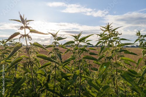 Wallpaper Mural Nettles photographed during the golden hour with a bright sky in the background. Torontodigital.ca