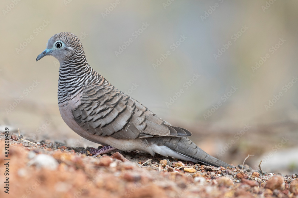 Peaceful dove in outback Queensland, Australia. Peaceful dove in outback Queensland, Australia.
