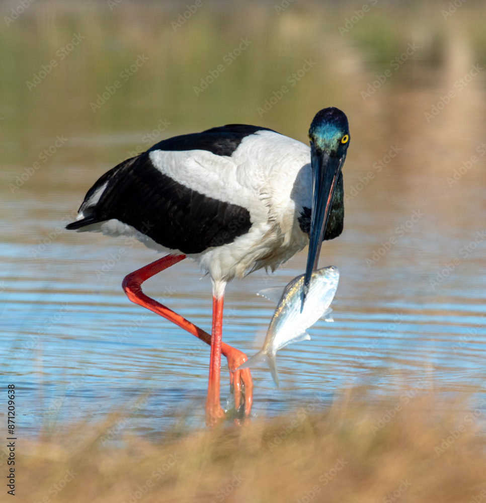Fototapeta premium Jabiru feeding on fish in a lagoon in far north Queensland, Australia.