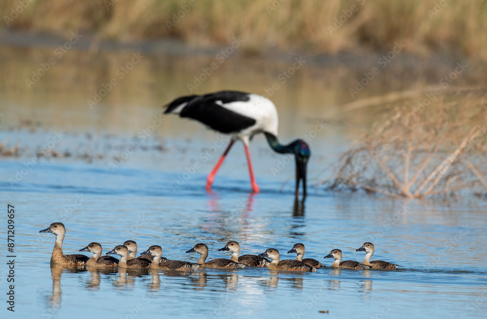 Obraz premium Jabiru on a lagoon with a family of ducks in outback Australia.