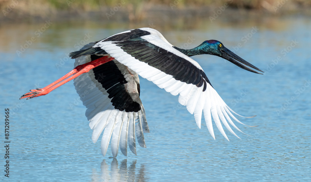 Fototapeta premium Jabiru in flight in outback Queensland