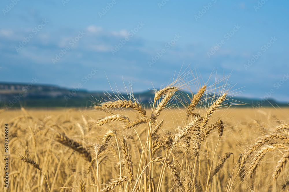 Fototapeta premium Wheat field