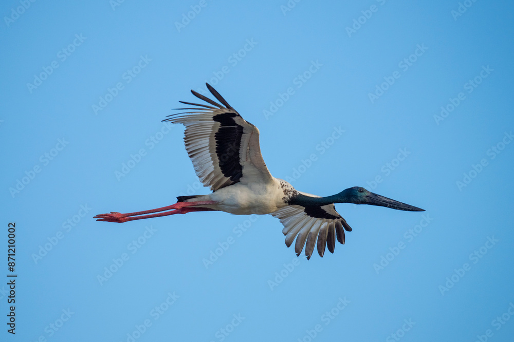 Fototapeta premium Jabiru in flight over northern Australia,