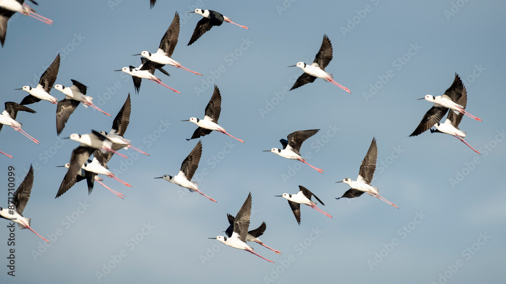 Obraz premium Black winged stilts in flight in northern Australia.