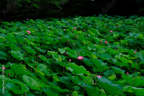 勧修寺氷室池の蓮の花 photo