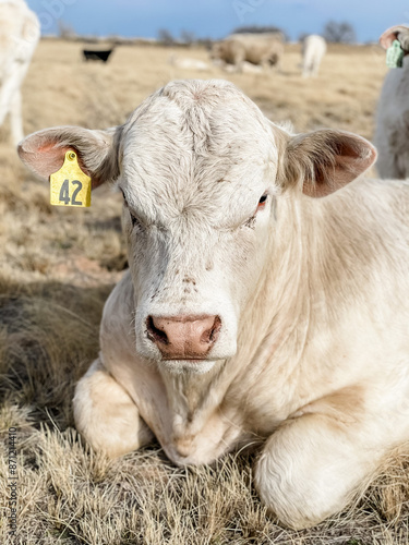 charolais cow in pasture