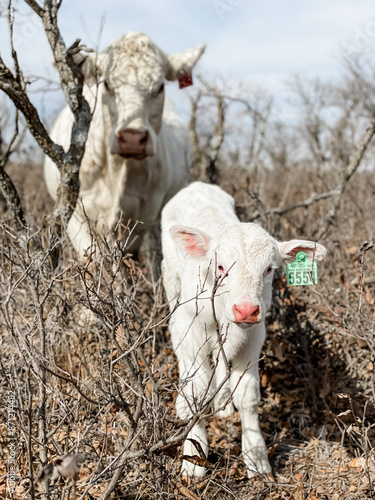 white cow charolais calf