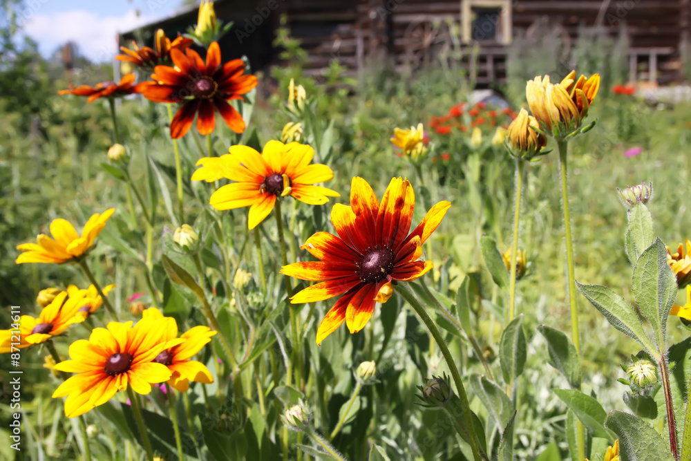 Rudbeckia hirta yellow flowers in a garden. Black-eyed Susan plants in flowering season. Rudbeckia hirta yellow flowers in a garden. Black-eyed Susan plants in flowering season.