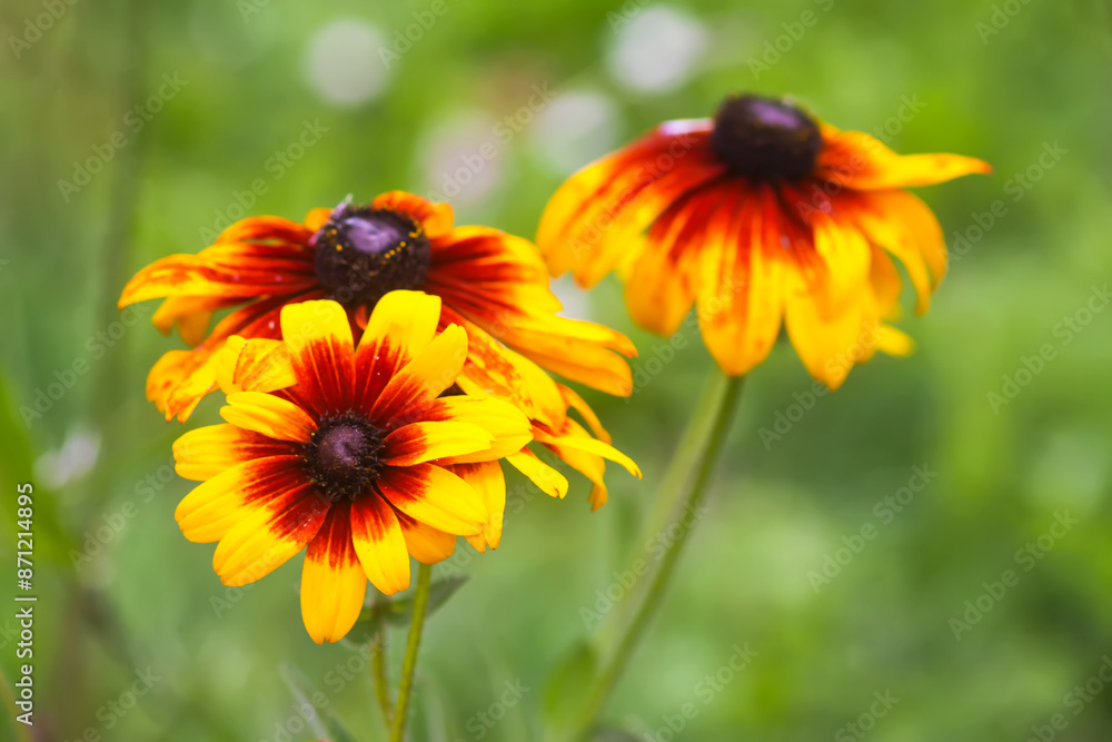Rudbeckia hirta yellow flowers in a garden. Black-eyed Susan plants in flowering season. Rudbeckia hirta yellow flowers in a garden. Black-eyed Susan plants in flowering season.