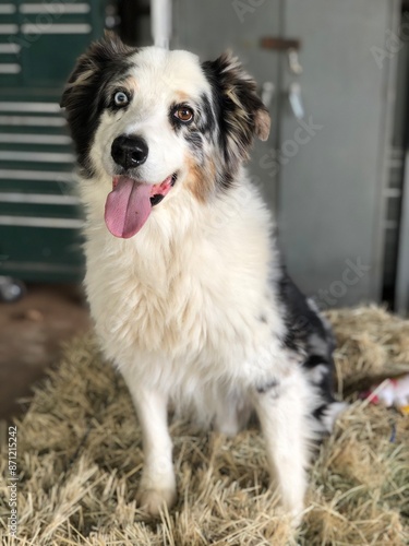 Australian shepherd blue Merle