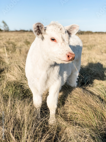 Charolais heifer calf in pasture