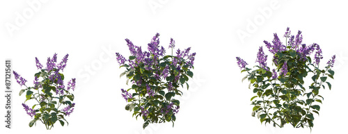 Set of Plectranthus Mona Lavender (Lavender Spur Flower, Mona Lavender, Swedish Ivy) frontal isolated png on a transparent background perfectly cutout high resolution