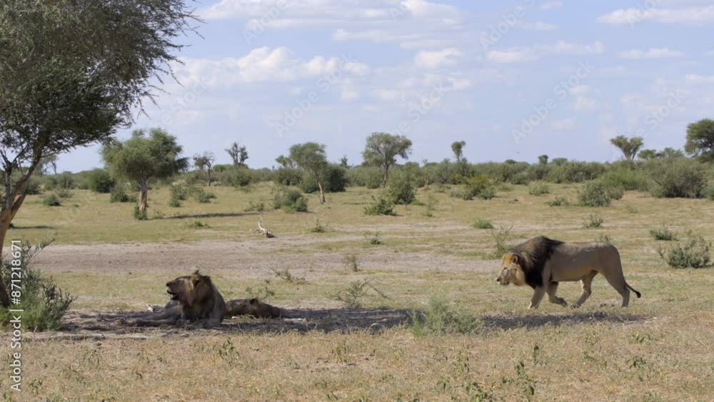 Male Lion Approaches to Smaller Lions Before Attack Male Lion Approaches to Smaller Lions Before Attack