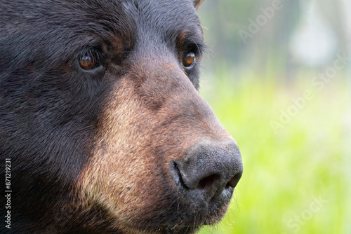 Foto Close up portrait of black bear face