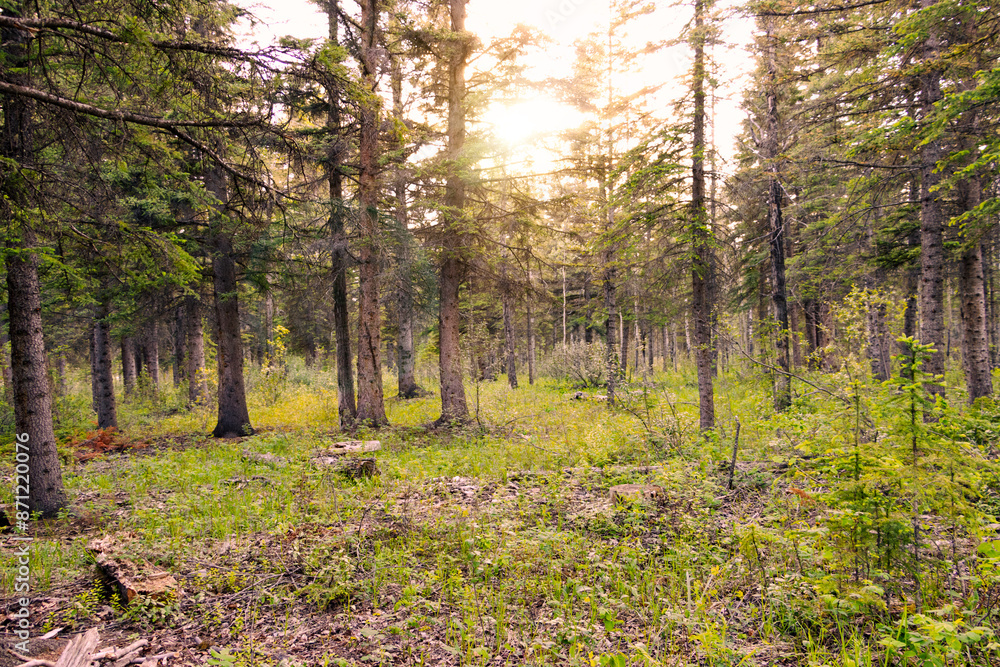 Fototapeta premium Sun setting over autumn forest illuminated by light streaming through trees