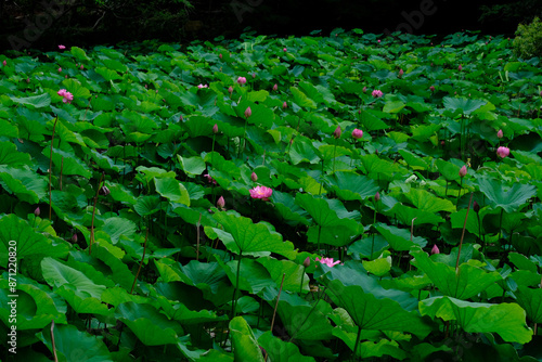 勧修寺氷室池の蓮の花 photo