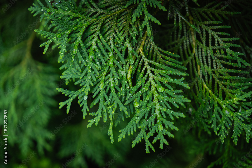 nature green leaves with raindrops backgrounds nature green leaves with raindrops backgrounds
