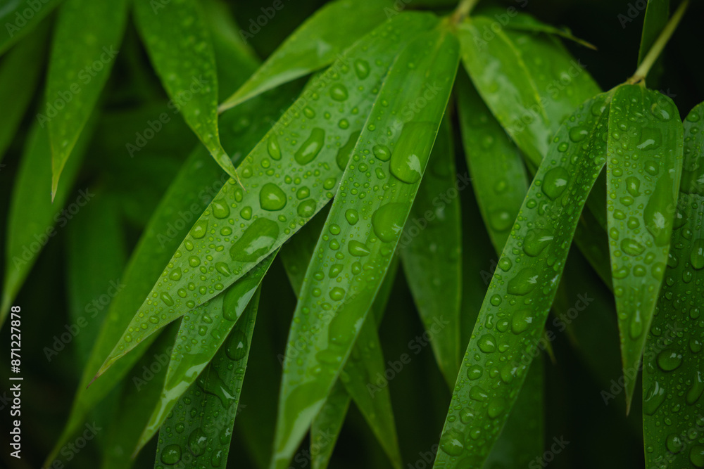 nature green leaves with raindrops backgrounds nature green leaves with raindrops backgrounds