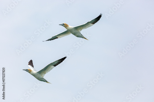 A pair of gannets in flight