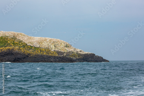 Grassholm Isalnd and its gannetry photo