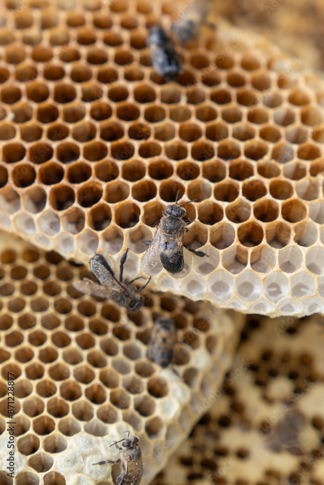 Bee hives that villagers raise in the forest Bee hives that villagers raise in the forest