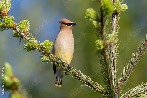 Cedar Waxwing