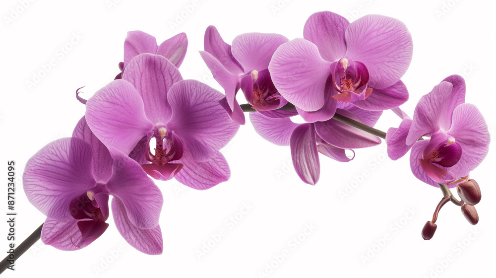 Close-up of vibrant pink orchids in full bloom, showcasing their delicate petals and intricate details, set against a clean white background Close-up of vibrant pink orchids in full bloom, showcasing their delicate petals and intricate details, set against a clean white background