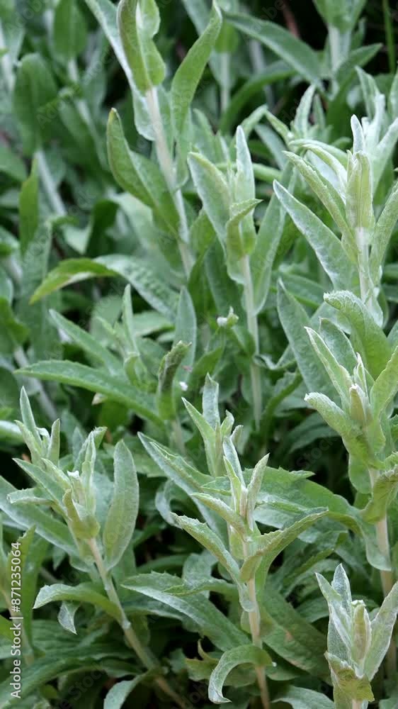 Leaves of a vigorous California Aster, Corethrogyne Filaginifolia, growing at over 1500 feet in the Santa Monica Mountains during Spring. Leaves of a vigorous California Aster, Corethrogyne Filaginifolia, growing at over 1500 feet in the Santa Monica Mountains during Spring.