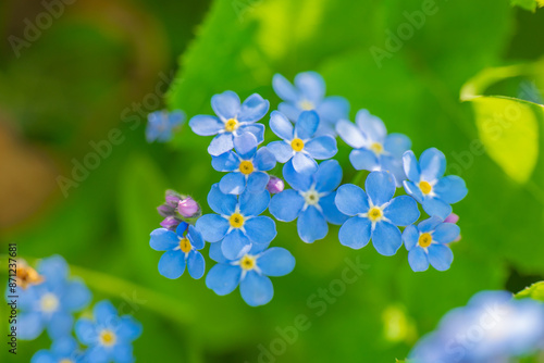 Fotografi Forget-me-not flowers close-up in the sunshine