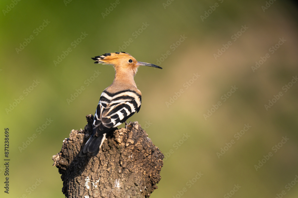 Portrait Of A Hoopoe Perched On Wood Stump Portrait Of A Hoopoe Perched On Wood Stump