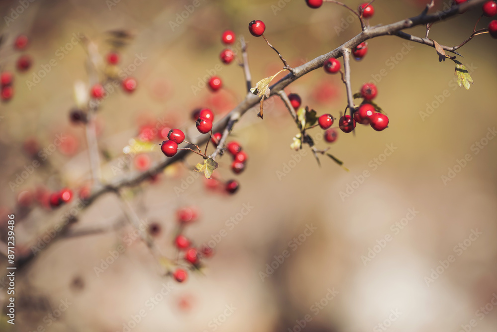 Red berries on a tree in sunlight. Red wild hawthorn berries on the bare tree branches in the autumn forest on the cloudy day Red berries on a tree in sunlight. Red wild hawthorn berries on the bare tree branches in the autumn forest on the cloudy day