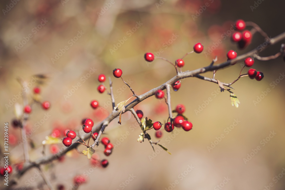 Banches of Crataegus monogyna in the nature. Crataegus in fall. Red berries in the morning. Banches of Crataegus monogyna in the nature. Crataegus in fall. Red berries in the morning.
